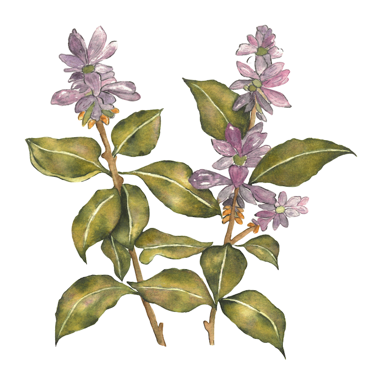 Tulsi